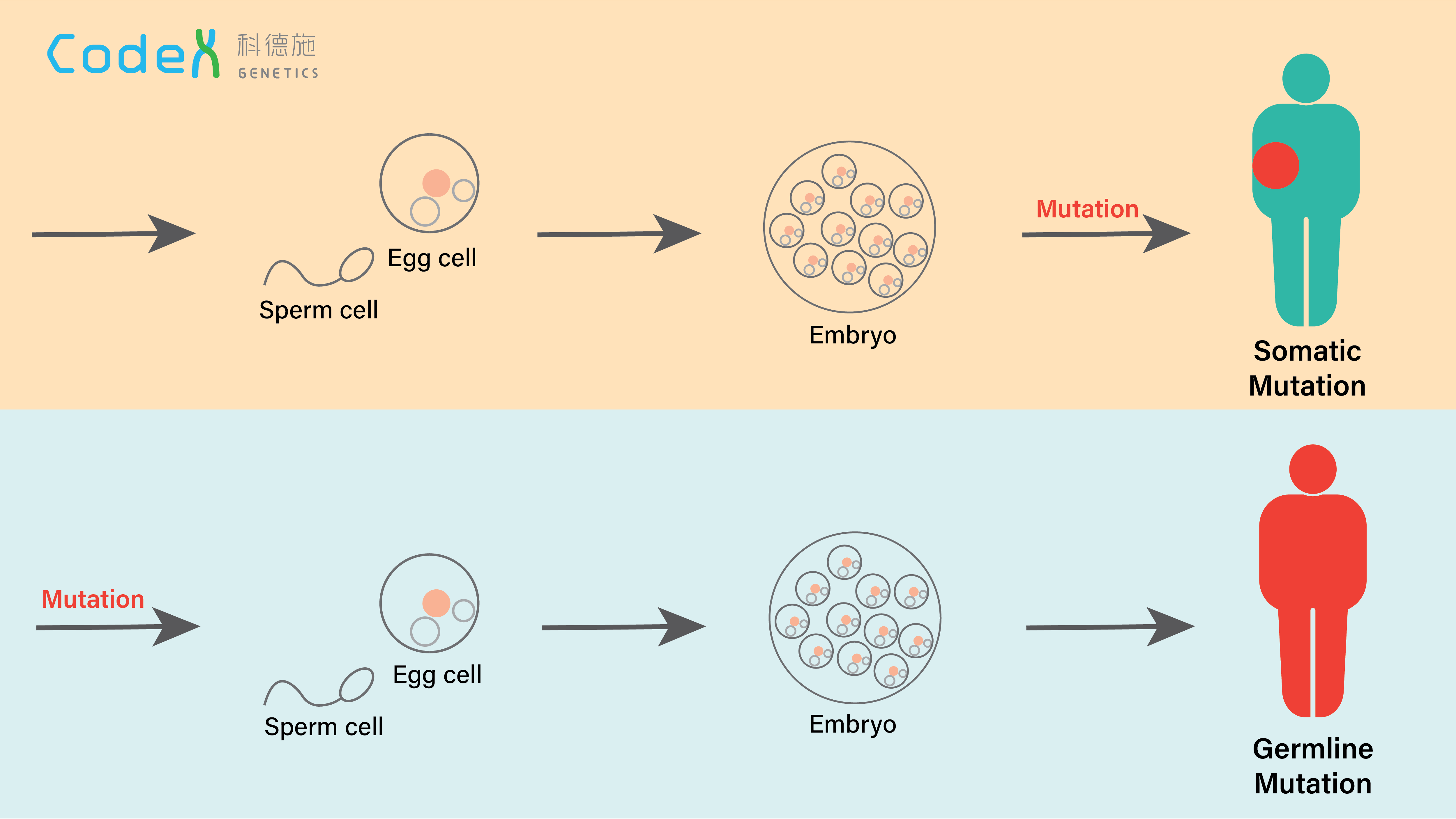 Somatic Mutation and Germline Mutation